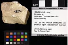 Foto (Objket + Etiketten) von Pithonoton sp. 